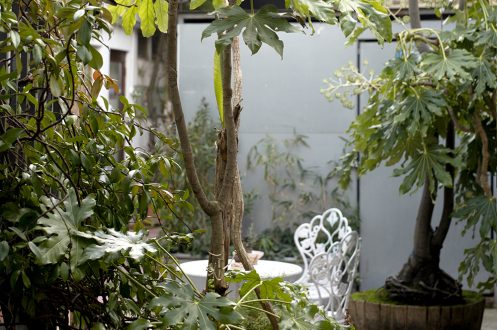 Garden at Kite Studios